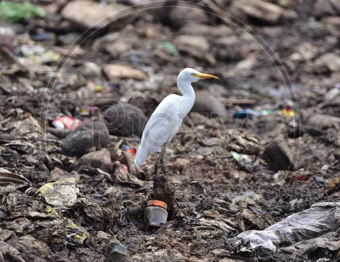 A Egret Stands On A Garbage Dump Near Deepor Beel Wildlife Sanctuary On The Outskirts Of Guwahati Ahead Of The  World Environment Day  On June 4,2020