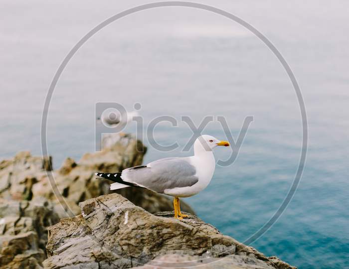 Beautiful Seagull On The Rocky Beach