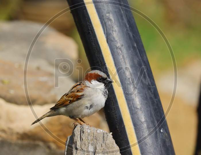 Sparrow Bird Close To Water Pipe