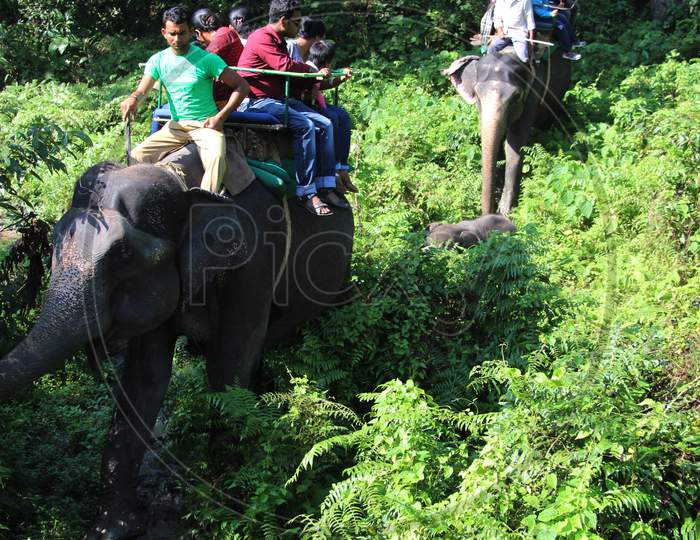Visitors exploring a Zoo on an Elephant / Elephant Ride