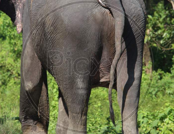 An Elephant walking on the Path