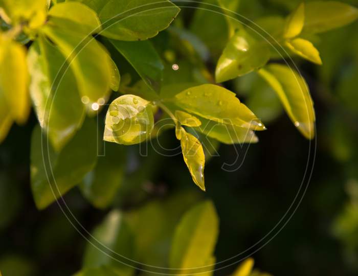 Beautiful leaf photo with water droplets