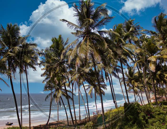 Palm Tree, Goa, India
