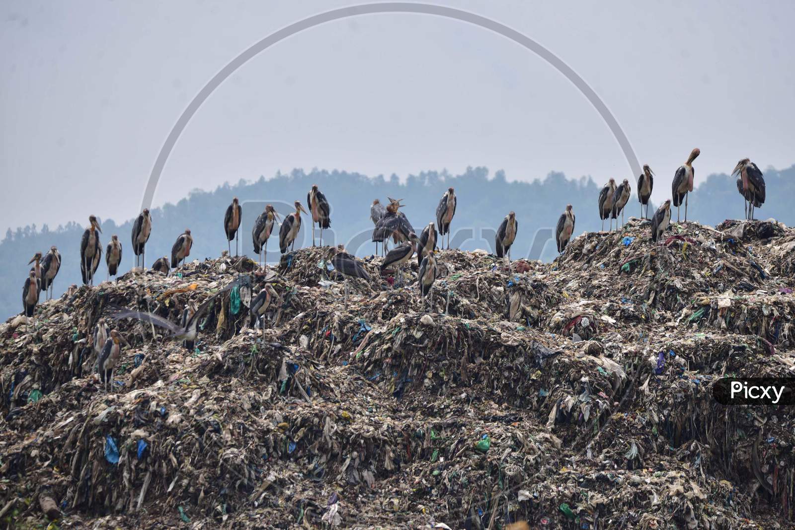 Greater Adjutant Storks Stand At A Garbage Dump Near Deepor Beel Wildlife Sanctuary  Ahead Of The  World Environment Day On The Outskirts Of  Guwahati On June 4,2020