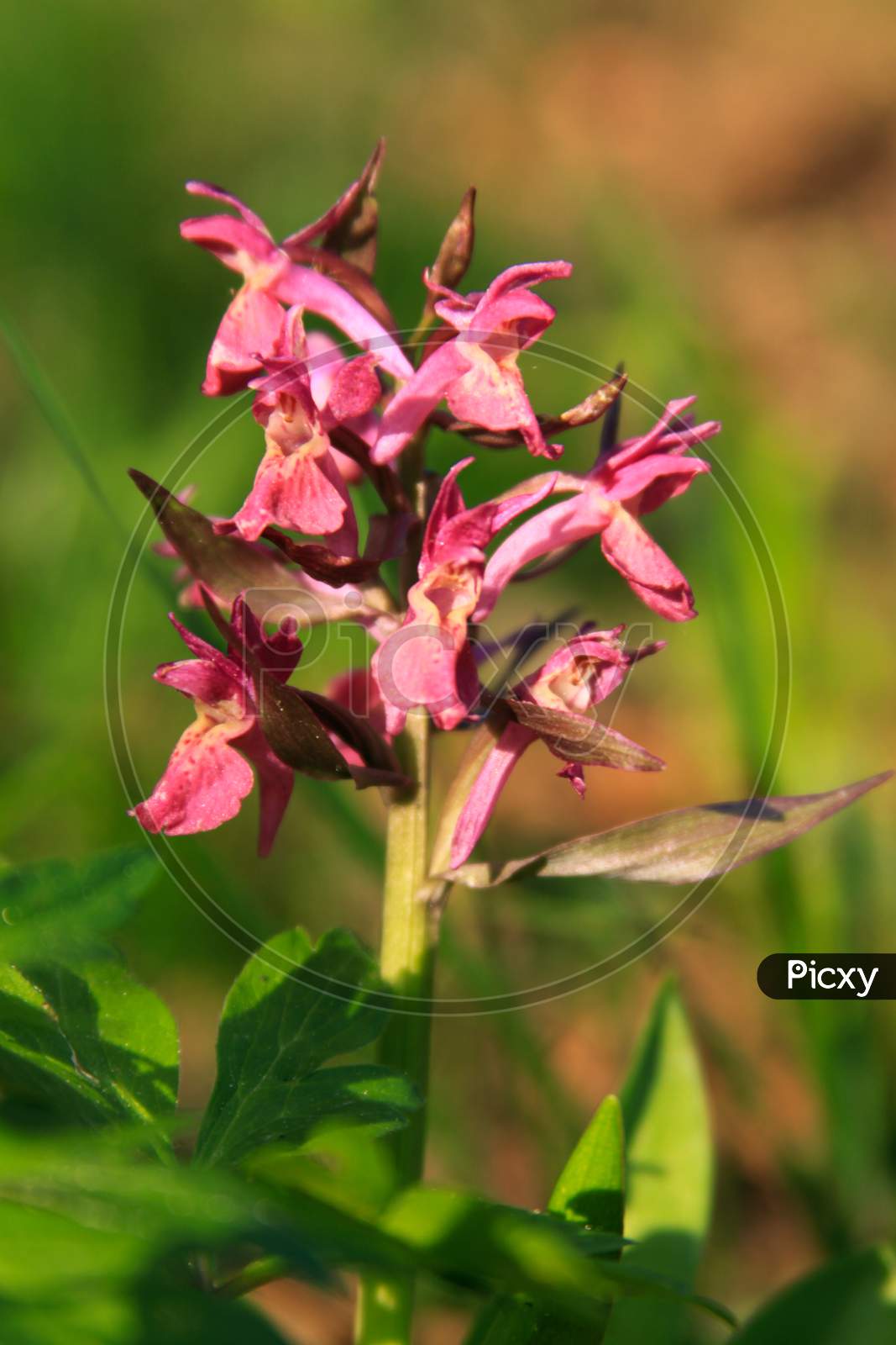 Common Wild Orchid In Transylvania Romania