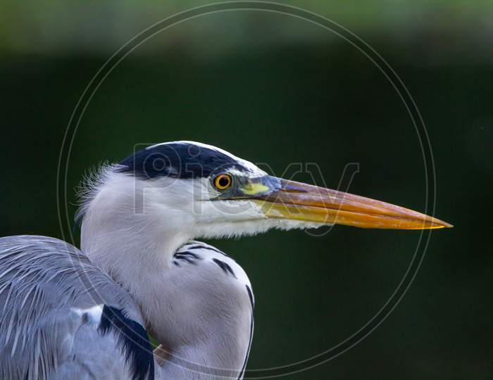 Grey Heron Bird Close Side View Of Head