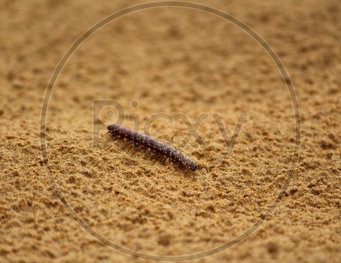 Close Up Of Caterpillar On Sand