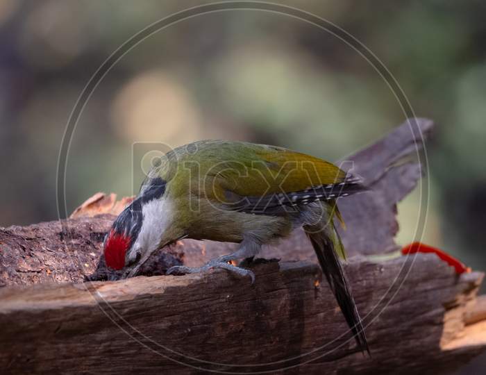 Grey-Headed Woodpecker (Picus canus) bird