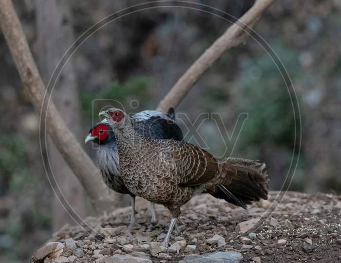 Khaleej Pheasant (Lophura leucomelanos) bird