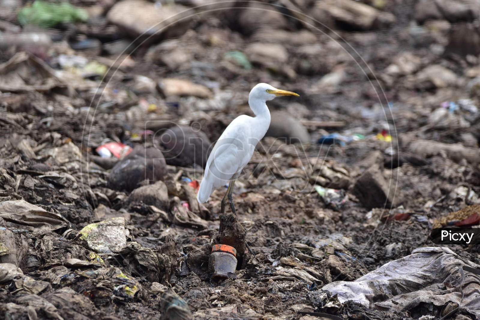 A Egret Stands On A Garbage Dump Near Deepor Beel Wildlife Sanctuary On The Outskirts Of Guwahati Ahead Of The  World Environment Day  On June 4,2020