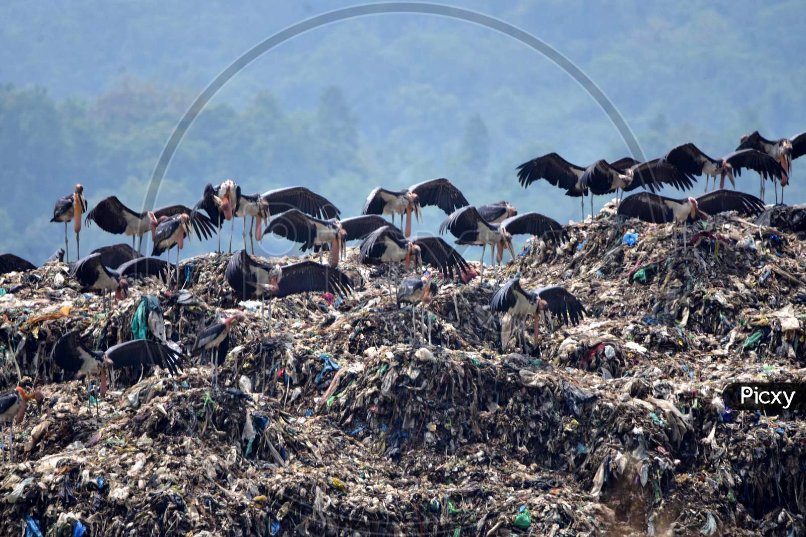 Great Adjutant Storks Stand At A Garbage Dump Near Deepor Beel Wildlife Sanctuary  Ahead Of The  World Environment Day On The Outskirts Of  Guwahati On June 4,2020