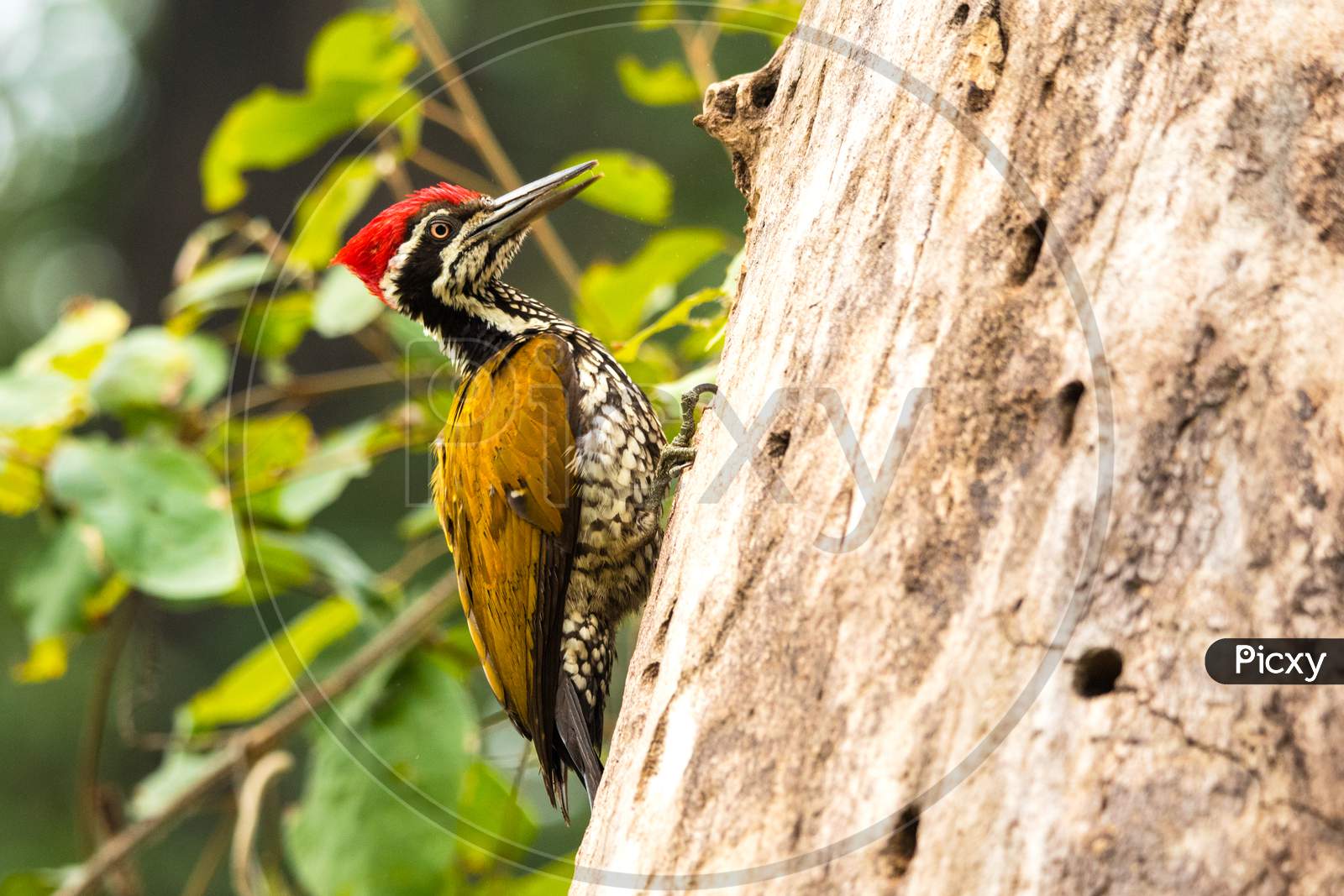Golden back ( flameback,  black-rumped ) woodpecker