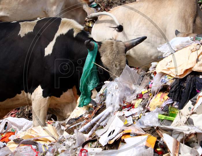 Cows and Bulls fetch for food At A Garbage Dump On The Eve Of World Environment Day In Ajmer, Rajasthan, India On 04 June 2020.