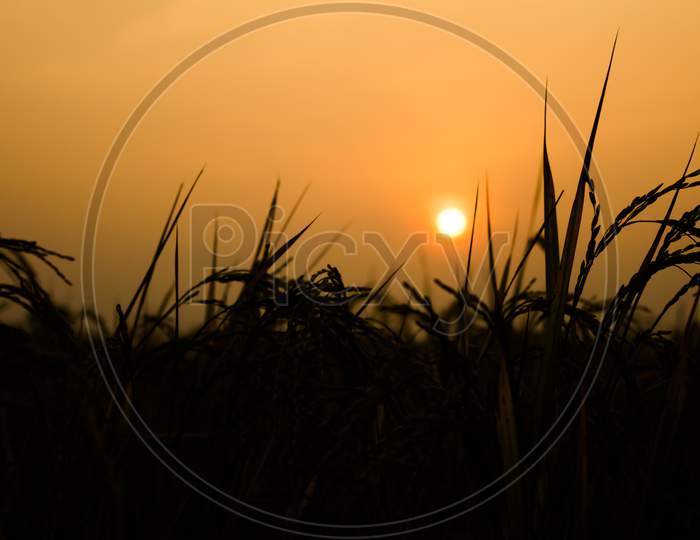 Rural landscape with a field of wheat and sunrise with a cloudy sky background. Landscape.