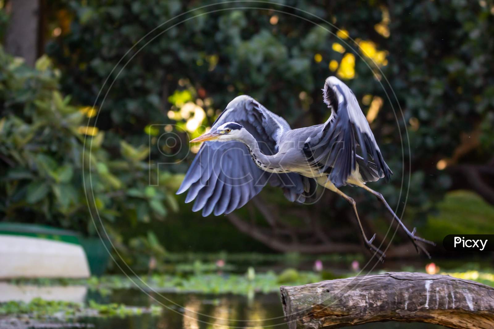 Grey Heron Bird Taking Flight