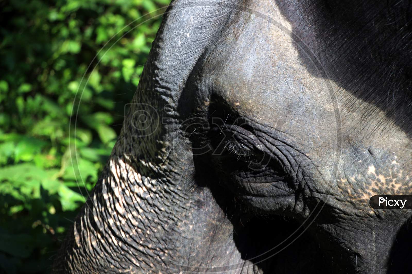 Close up shot of Elephant Eye