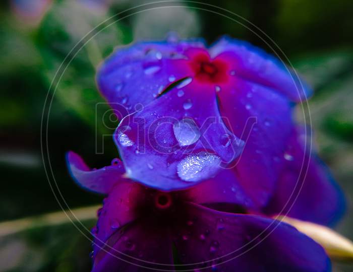 Water droplets on the petal