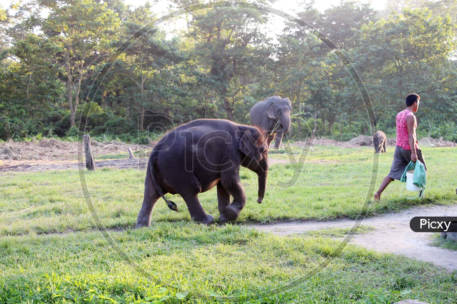 A couple of Elephants walking in a Zoo