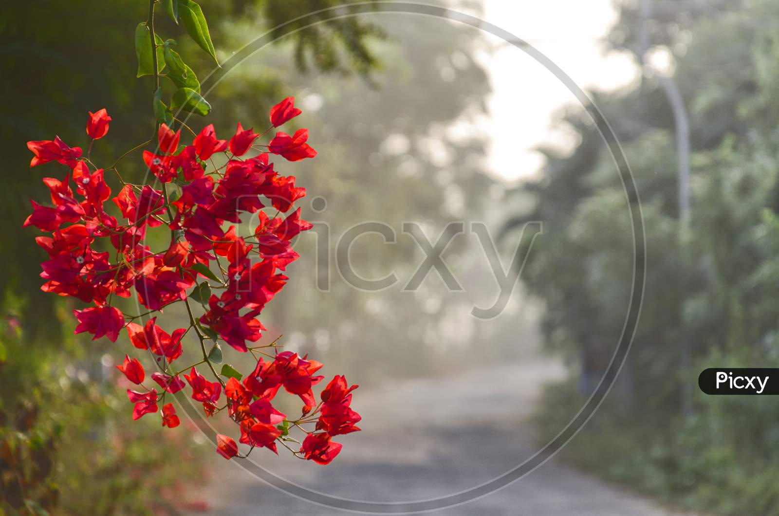 Bunches of red flower by the roadside.