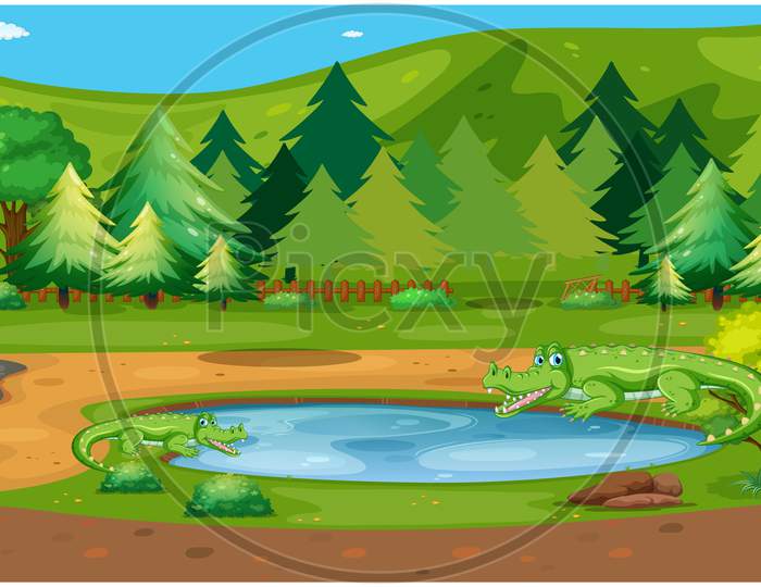 Crocodile Are Living In A Forest Pond