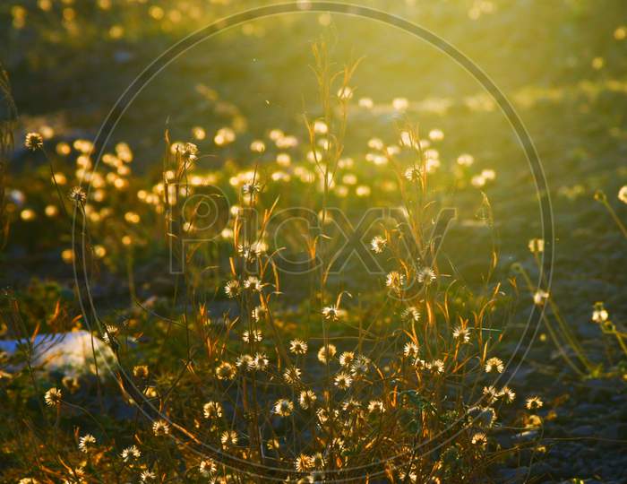 Golden Shine on flowers, Beautiful evening, Golden Shine\\Meadow plants dandelions "Taraxacum". Bright sun light. Background of trees.