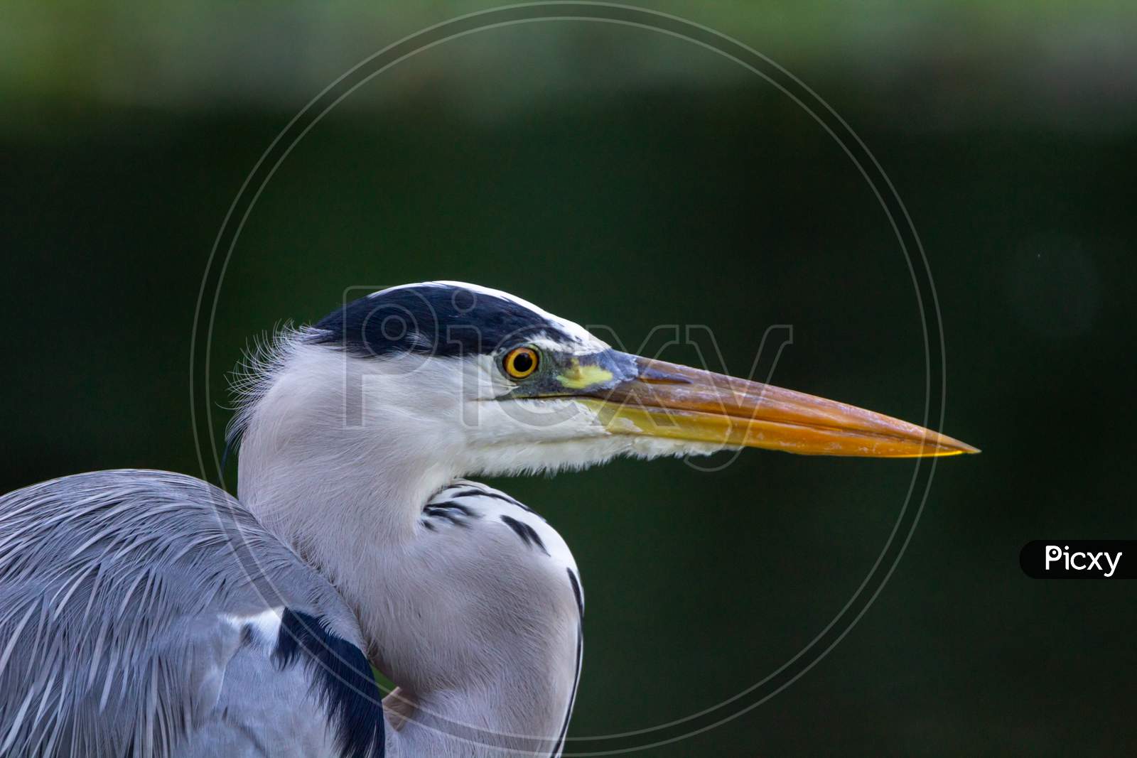 Grey Heron Bird Close Side View Of Head