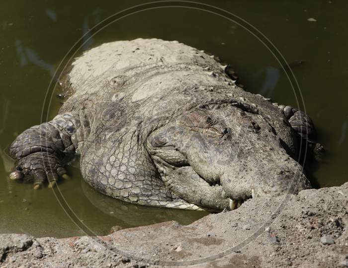 Detail of crocodile body looking beautiful. V-shaped crocodile jaw in a zoo of Bhutan.  Gharial (Gavialis gangeticus). Bhutan Crocodile park.