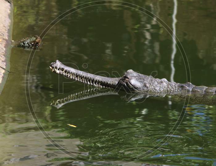 Detail of crocodile body looking beautiful. V-shaped crocodile jaw in a zoo of Bhutan.  Gharial (Gavialis gangeticus). Bhutan Crocodile park.