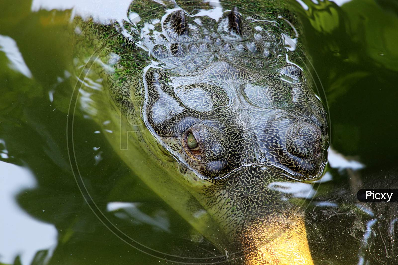 Crocodile (Alligator) eye. Detail of crocodile eye looking beautiful.  Gharial (Gavialis gangeticus). Bhutan Crocodile park.
