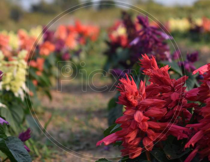 Beautiful flower row