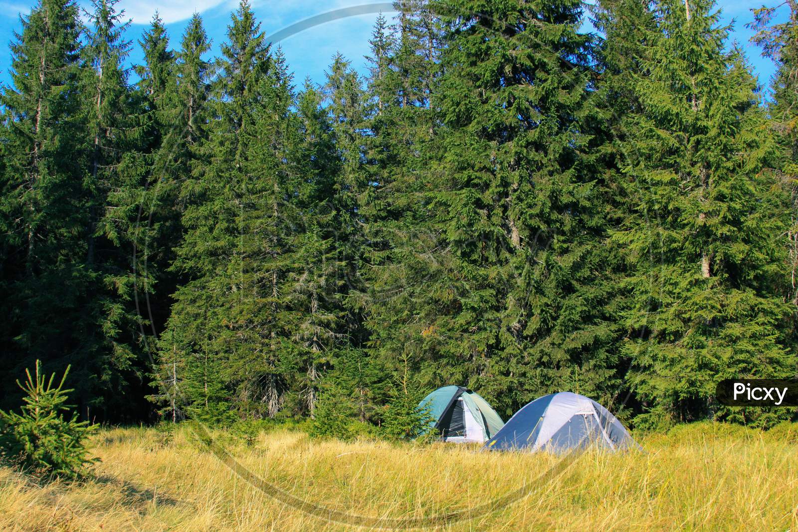 Two Tents Camping In The Mountains In Pine Forest