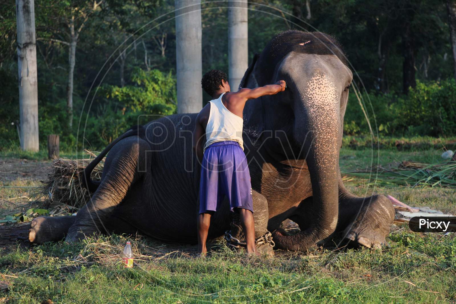 A Local Man with an Elephant