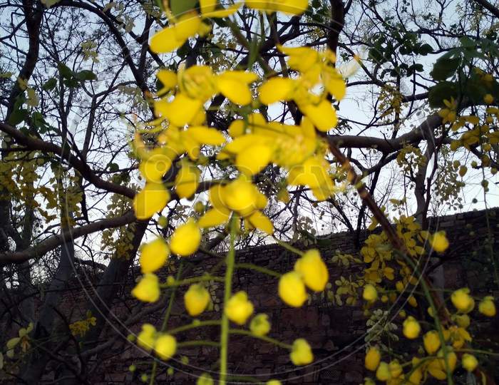 yellow flower hanging on a big tree in morning time