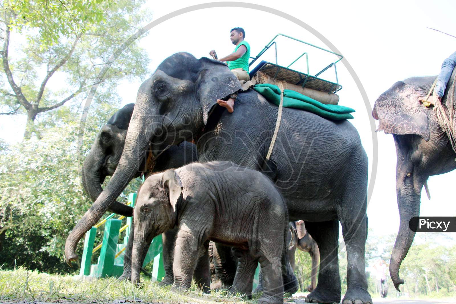 An Elephant Calf with Other Elephants