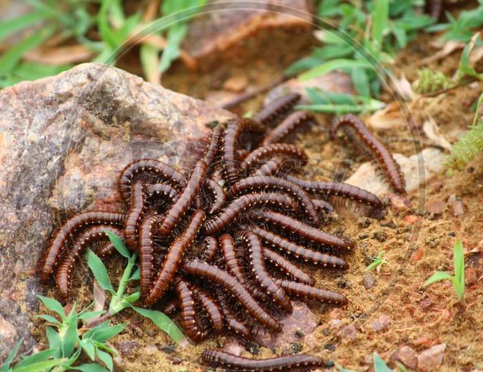 Close Up Of Caterpillars On Sand
