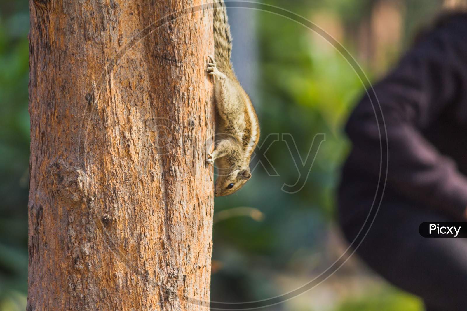 Squirrel On A Tree Looking For Food