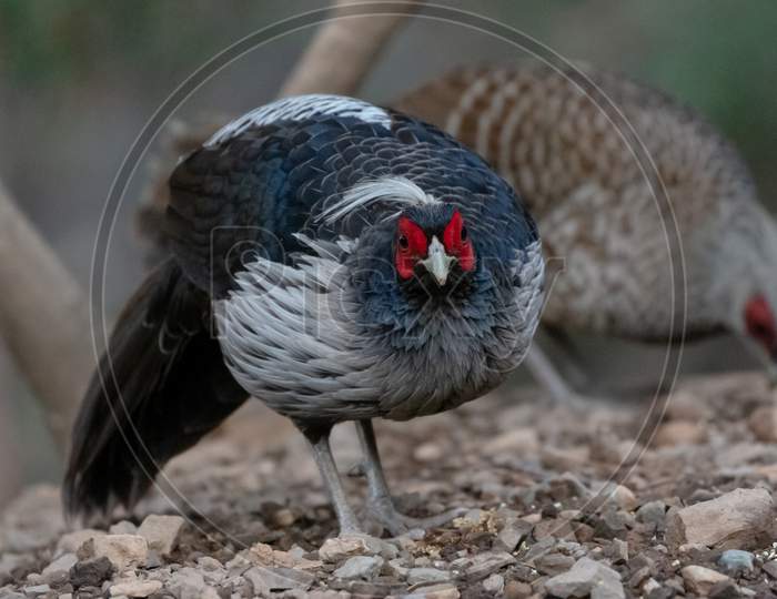 Khaleej Pheasant (Lophura leucomelanos)  Bird in Sattal
