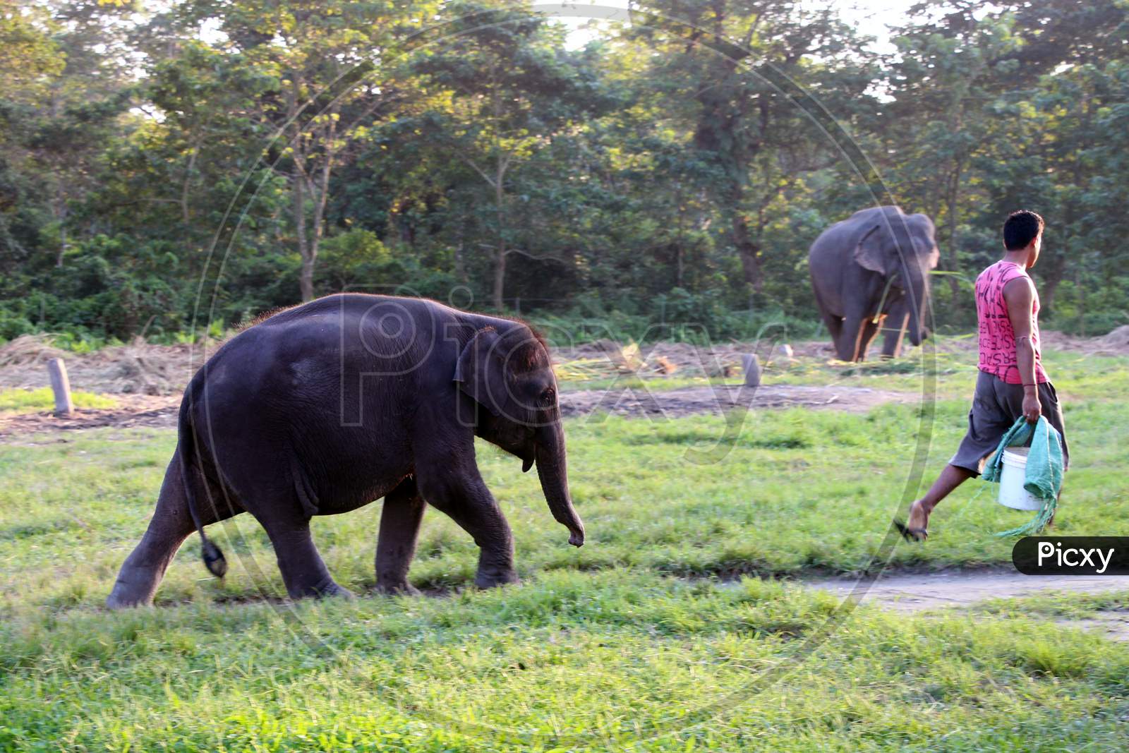 Couple of Elephants walking in a Zoo