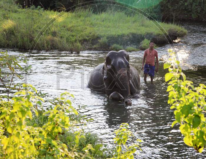 An Elephant bathing in a Water Flow