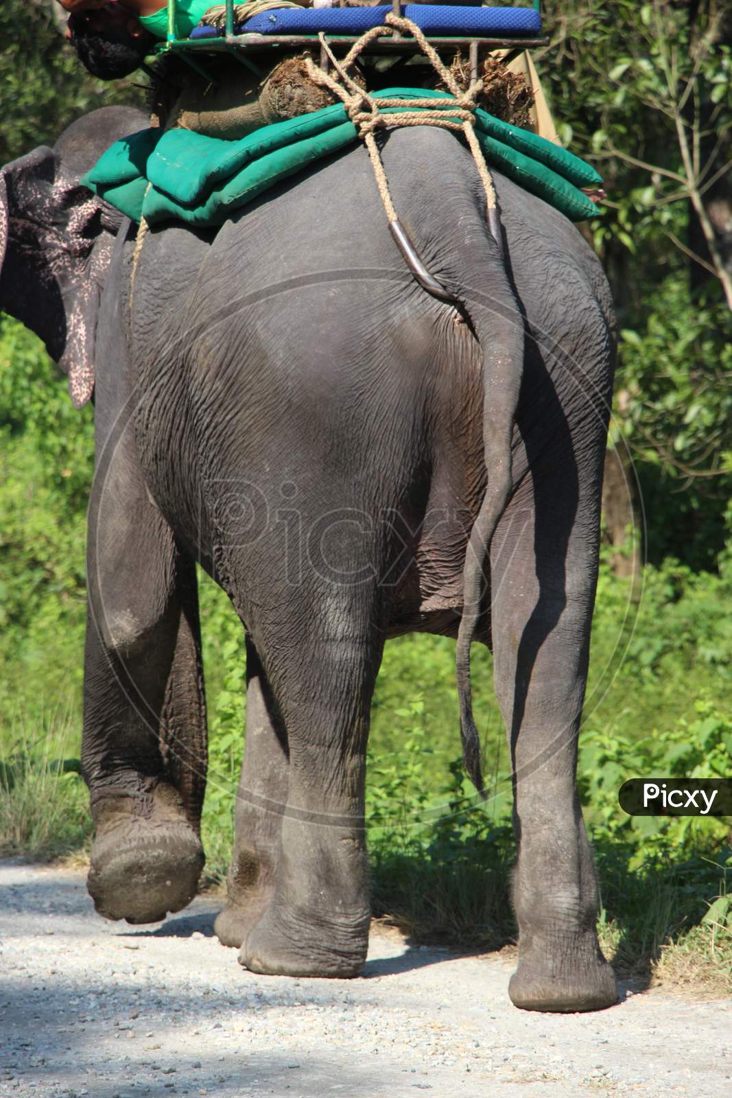 An Elephant walking on the Path