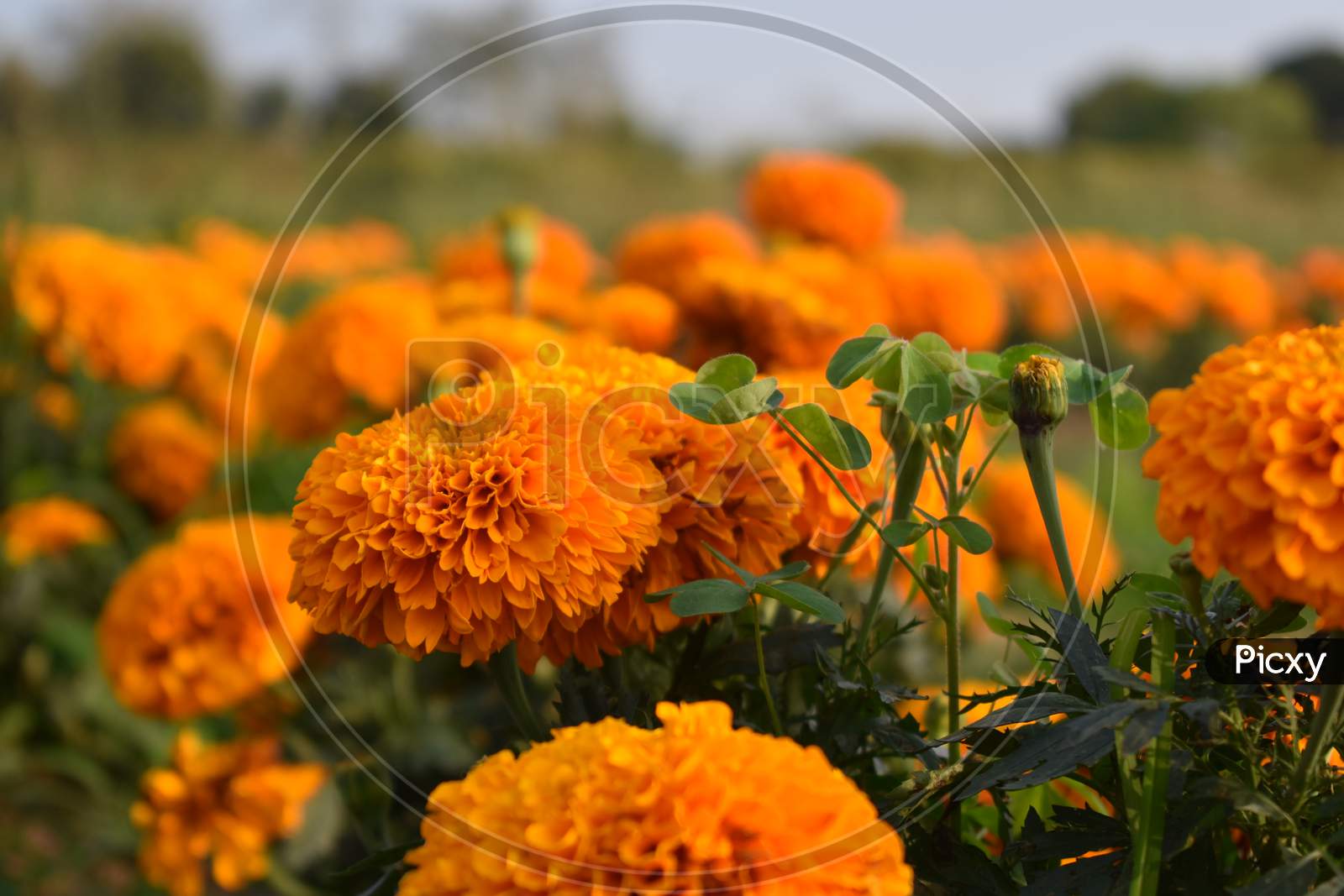 Marigolds are blooming in the field