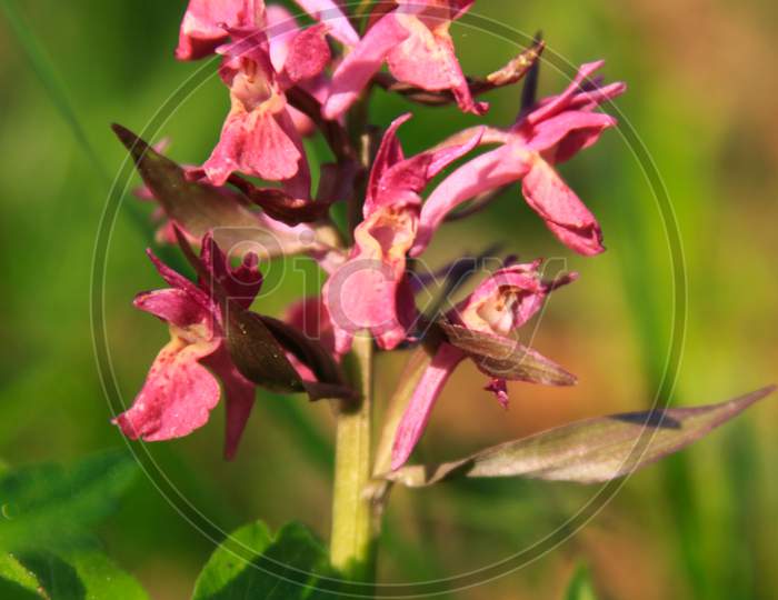 Common Wild Orchid In Transylvania Romania
