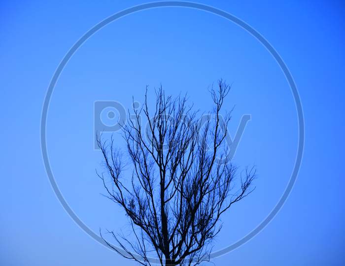 Dry Tree and Dry branch, Sunset in the Evening
