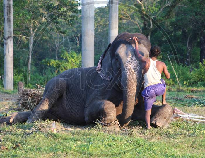 A Local Man with Elephant