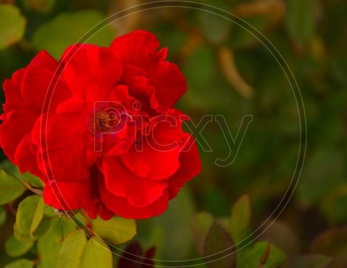 Red roses in green leaves. Blooming roses in garden. Beautiful red flowers on blurry background. Copy space