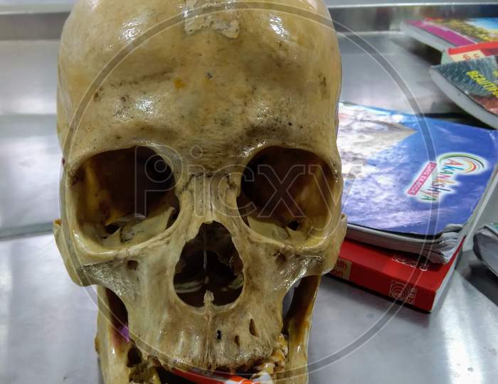 Human Skull bone looking Cool at a lab