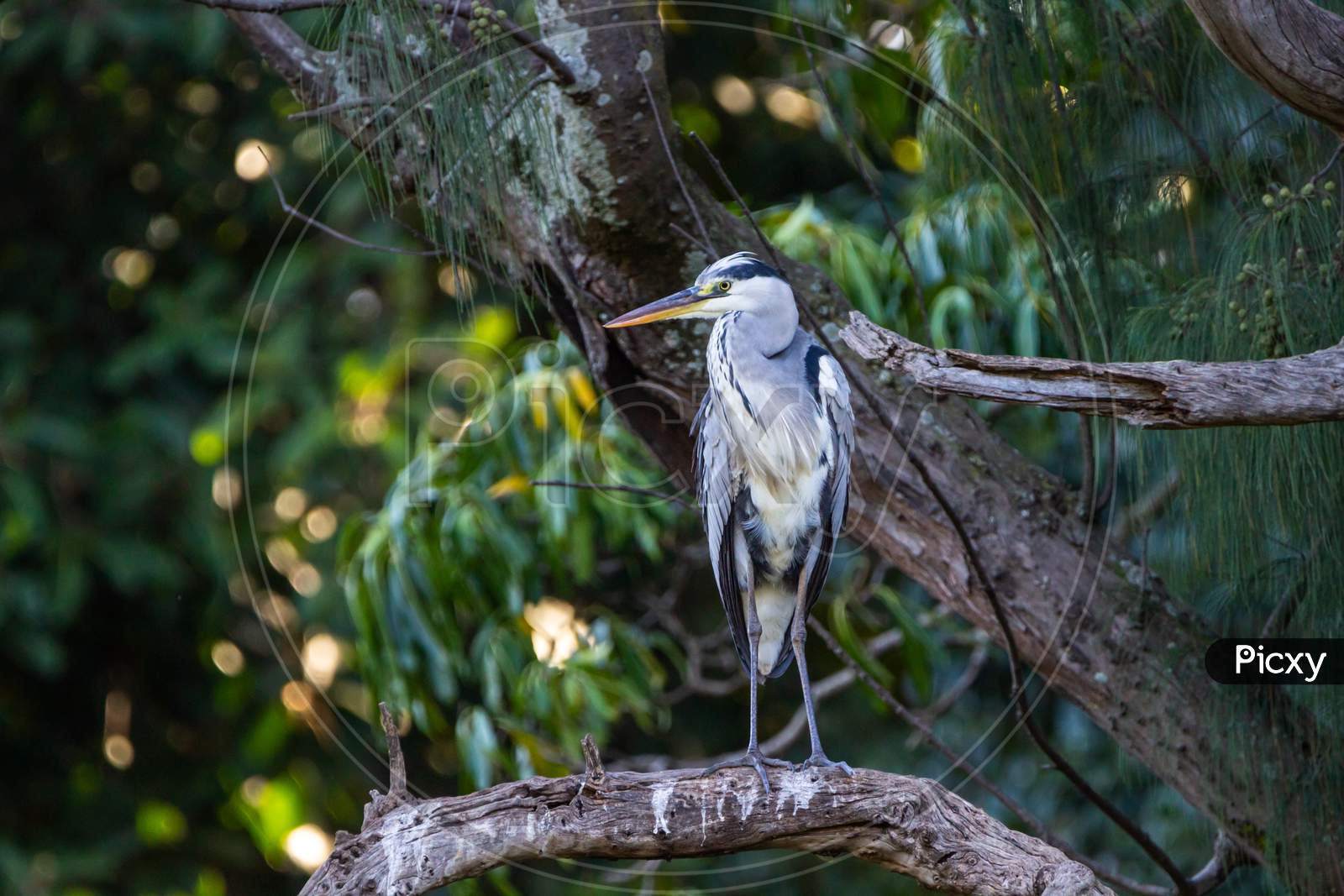 Grey Heron Bird Perched On Tree