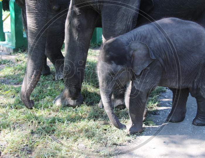An Elephant Calf walking with Other Elephants