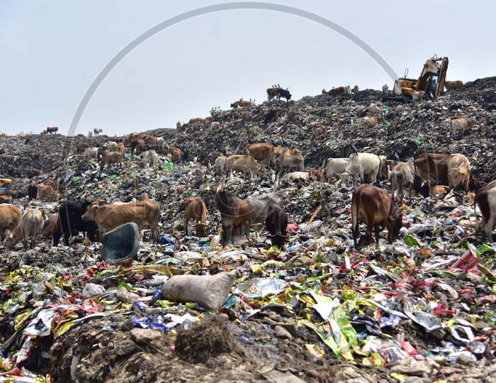 Cows Stand at A Garbage Dump  Near  Deepor Beel Wildlife Sanctuary On The Outskirts Of Guwahati Ahead Of The  World Environment Day On June 4,2020.