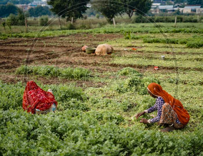 Pushkar, Rajasthan / India- June 5 2020 : Two Women Working In The Green Fields.